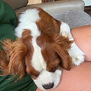 Vito a rejoint le concours — aidez-le/la à gagner de superbes lots ! dog, puppy, resting, indoor, brown_and_white, fur, pet, companion, relaxing, couch, human_leg, cozy, home, comfort, sleeping, cute, small_dog, animal, closeup, friendship