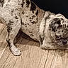 animal, black, brown, companion, crouching, cute, dog, expression, fur, indoor, looking, merle_coat, paw, pet, playful, pug, small_dog, toy, white, wooden_floor