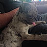 arm, brindle, casual, closeup, companion, curious, cute, dog, domestic_animal, furry, human, indoor, lap, person, pet, puppy, resting, seated, small_dog, tongue_out