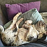 animal, canine, comfort, couch, cozy, cute, dog, domestic, fur, home, indoor, laying_down, nap, pet, pillow, puppy, relaxed, resting, sleeping, spotted