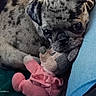 adorable, animal, blue, brindle, close_up, companion, cozy, cute, dog, fur, indoor, pet, pink, pug, puppy, resting, sleepy, snuggling, soft_toy, stuffed_toy