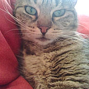 Chipie a rejoint le concours — aidez-le/la à gagner de superbes lots !