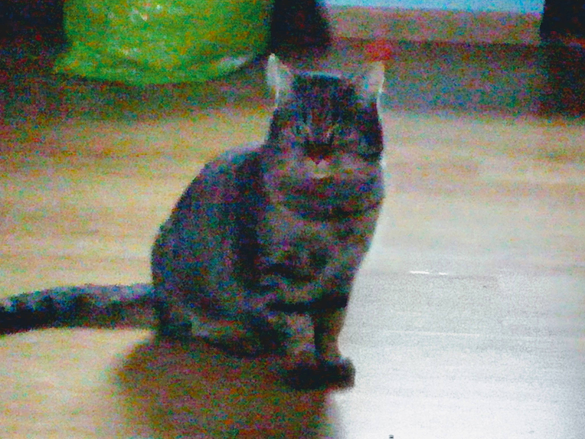 Patou participe au concours pour gagner de l'argent avec cette photo : asian, california_spangled, carnivore, cat, domestic_short_haired_cat, dragon_li, egyptian_mau, european_shorthair, fawn, felidae, german_rex, kitten, mammal, small_to_medium_sized_cats, tabby_cat, tail, vertebrate, whiskers