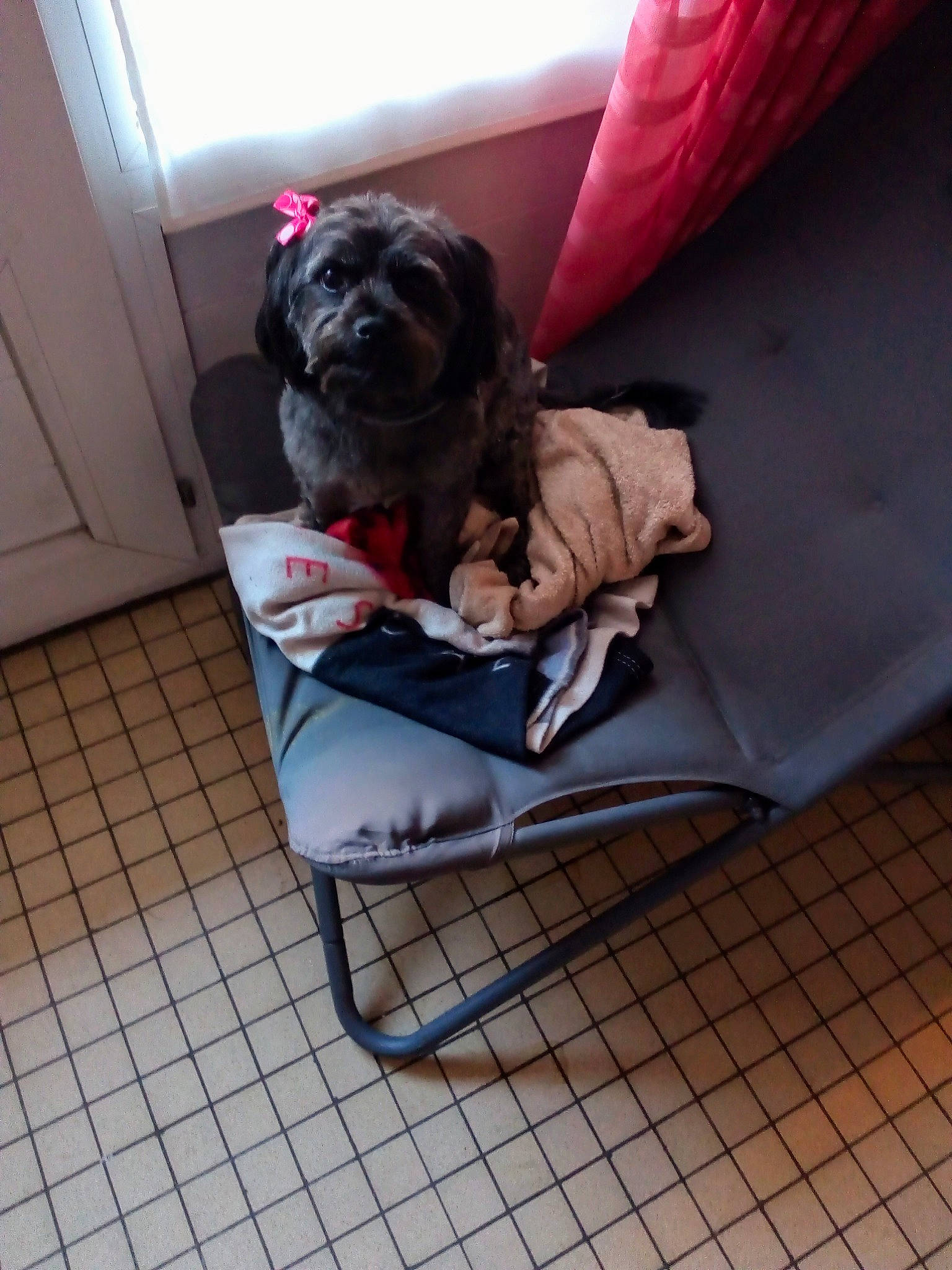 Patou participe au concours pour gagner de l'argent avec cette photo : bolonka, canidae, carnivore, chinese_imperial_dog, companion_dog, dog, dog_breed, fawn, havanese, lhasa_apso, liver, non_sporting_group, pug, puppy, schnoodle, shih_tzu, sporting_group, toy_dog