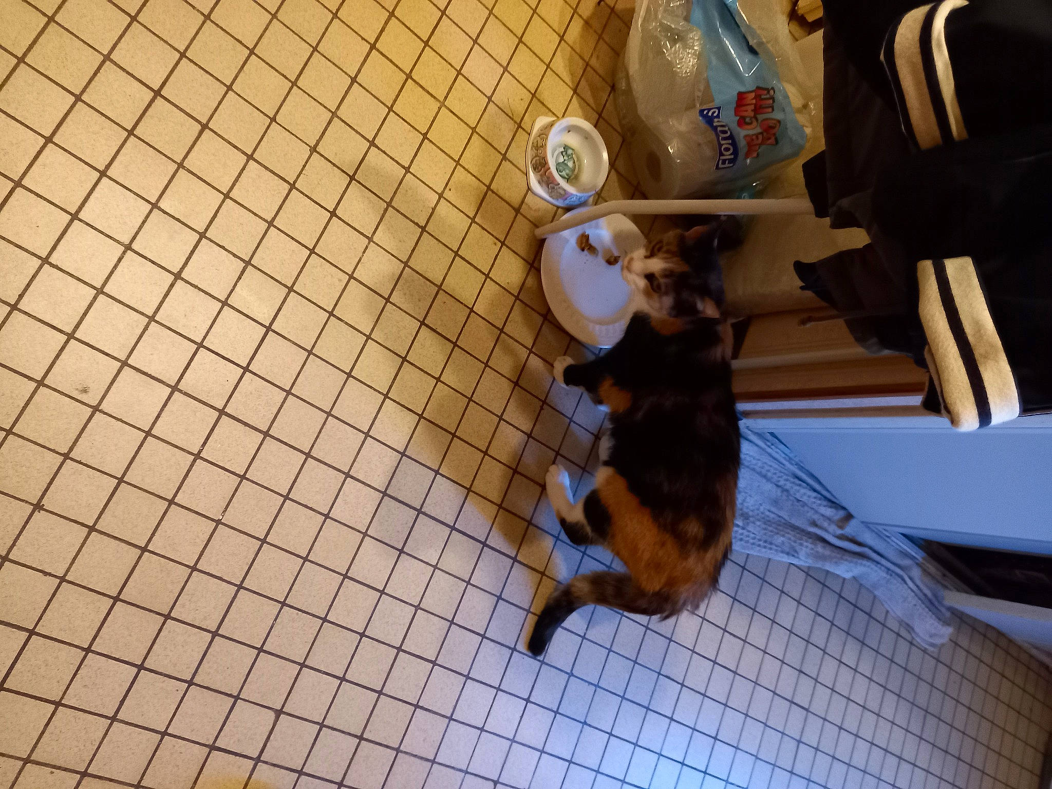 Nina a rejoint le concours — aidez-le/la à gagner de superbes lots ! animal_shelter, carnivore, chair, companion_dog, dog, dog_breed, fawn, flooring, hardwood, pet_supply, tail, toy_dog, wood, working_animal