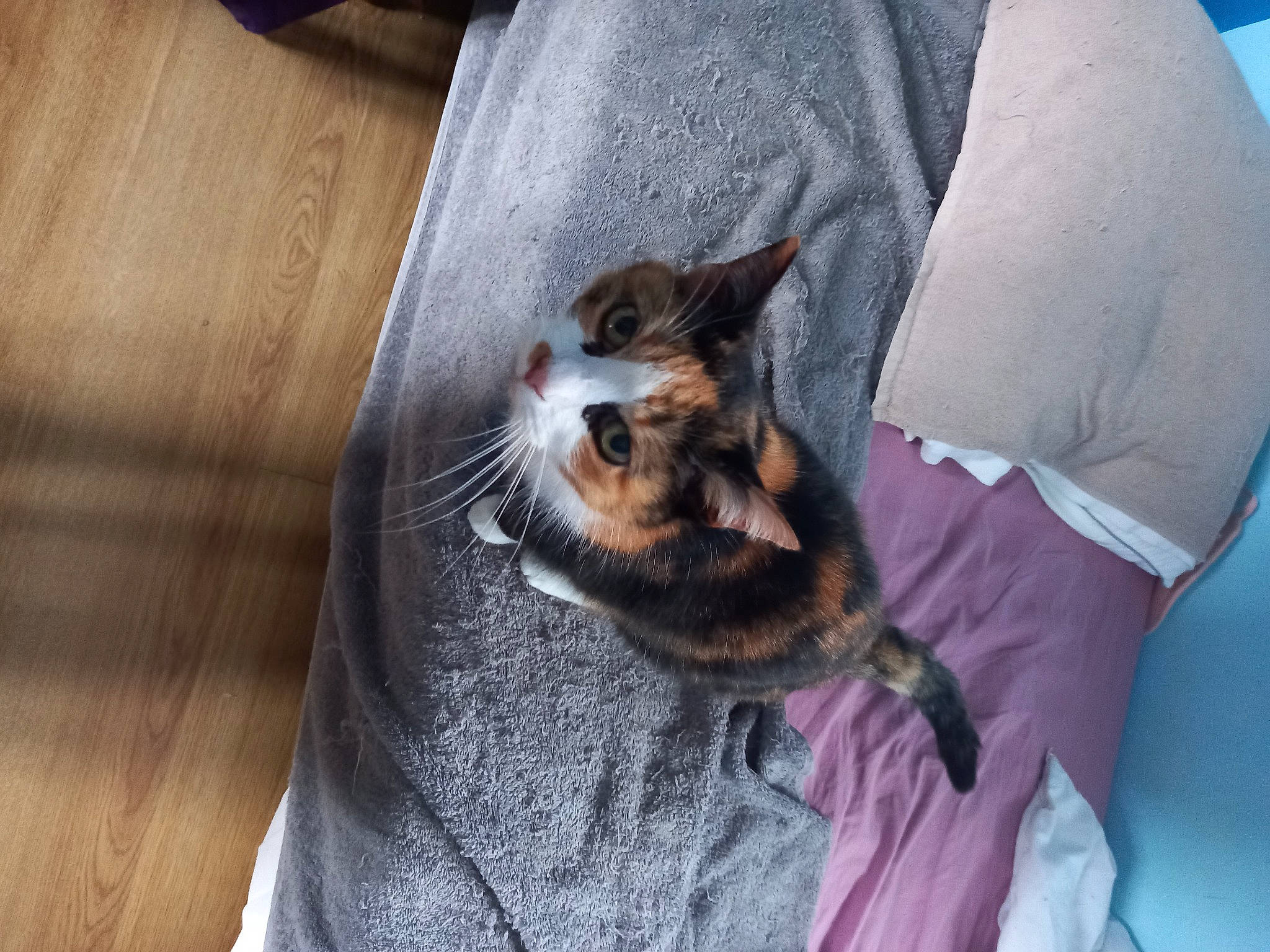 Nina a rejoint le concours — aidez-le/la à gagner de superbes lots ! bed, bedding, canidae, carnivore, cat, claw, comfort, denim, dog_breed, domestic_short_haired_cat, felidae, fur, grey, hardwood, linens, paw, sleeve, small_to_medium_sized_cats, whiskers, wood