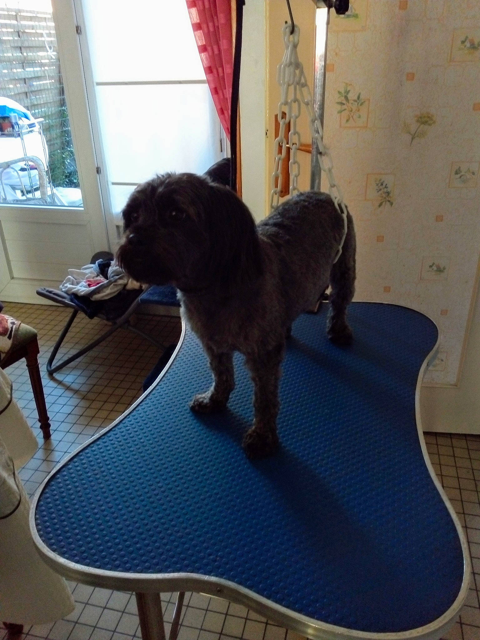 Dixie a rejoint le concours — aidez-le/la à gagner de superbes lots ! canidae, carnivore, companion_dog, dog, dog_breed, floor, home, interior_design, spaniel, sporting_group, table