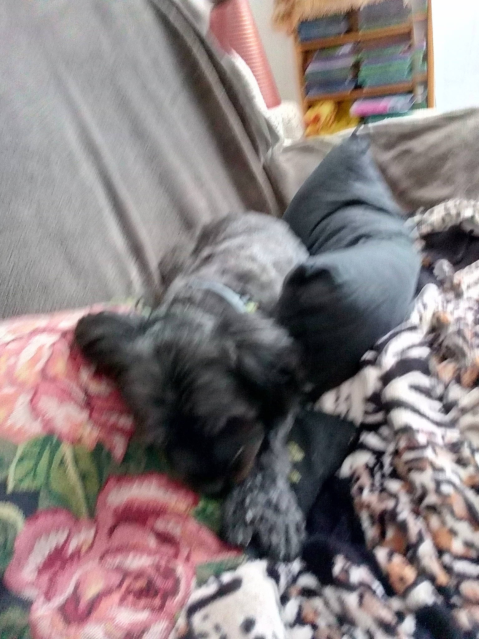 Dixie participe au concours pour gagner de l'argent avec cette photo : bolonka, canidae, carnivore, companion_dog, dog, dog_breed, miniature_schnauzer, nap, non_sporting_group, puppy, schnauzer, schnoodle, shih_tzu