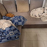 Tigrou a rejoint le concours — aidez-le/la à gagner de superbes lots ! dog, cat, couch, blanket, pet, indoor, sleeping, resting, living_room, tile_floor, cozy, furniture, spotted_dog, white_dog, ginger_cat, nap, home, relaxation, animal, domestic