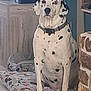 Blanco a rejoint le concours — aidez-le/la à gagner de superbes lots ! dalmatian, dog, pet, indoor, dog_bed, spotted, sitting, animal, canine, collar, home, floor, stone_wall, furniture, quiet, calm, looking_at_camera, resting_place, domestic_animal, companion