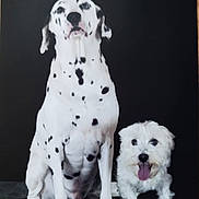 Blanco a rejoint le concours — aidez-le/la à gagner de superbes lots ! dalmatian, white_dog, two_dogs, dog, pets, animal, sitting, black_background, tongue_out, fur, canine, portrait, companions, cute, friendly, studio_photo, looking_up, spotted, small_dog, large_dog