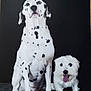 dalmatian, white_dog, two_dogs, dog, pets, animal, sitting, black_background, tongue_out, fur, canine, portrait, companions, cute, friendly, studio_photo, looking_up, spotted, small_dog, large_dog