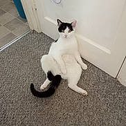 Oreo joined the competition — help win amazing prizes! animal, black_and_white, carpet, cat, cute, domestic, door, ears, feline, floor, funny_pose, household, indoor, looking_at_camera, pet, relaxed, resting, sitting, tail, whiskers