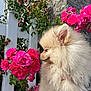 dog, pomeranian, flower, rose, pink_flower, fence, white_fence, outdoor, garden, pet, fluffy, small_dog, nature, plant, sunlight, closeup, cute, animal, sniffing, wall