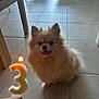 dog, pomeranian, birthday, candle, number_three, floor, tile, indoor, pet, fur, happy, smiling, celebration, hand, light, animal, cute, small_dog, tongue_out, ears_up