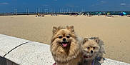 Pomie a rejoint le concours — aidez-le/la à gagner de superbes lots ! dog, beach, sunny, sky, sand, leash, outdoor, pet, fluffy, smiling, small_dog, happy, animal, summer, nature, cute, walking, daytime, two_dogs, friendly