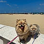 dog, beach, sunny, sky, sand, leash, outdoor, pet, fluffy, smiling, small_dog, happy, animal, summer, nature, cute, walking, daytime, two_dogs, friendly
