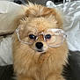 dog, pomeranian, glasses, pet, fluffy, cute, indoors, couch, fur, face, animal, sitting, home, cozy, portrait, eyewear, domestic_animal, looking, furniture, closeup
