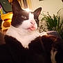 cat, black_and_white, tongue_out, indoor, cozy, bookshelf, plant, furniture, warm_lighting, relaxed, pet, mischievous, close_up, domestic_animal, cute, whiskers, fur, animal_face, home, curious