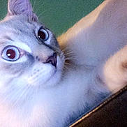 Kitty joined the competition — help win amazing prizes! blue, carnivoran, cat, cat_like_mammal, kitten, mammal, nose, small_to_medium_sized_cats, vertebrate, whiskers