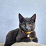 kitten, cat, gray_cat, yellow_eyes, collar, bell, pearl_charm, pet, feline, animal, domestic_cat, young_cat, cute, portrait, indoor, resting, curious, fur, whiskers, closeup