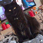 Agate a rejoint le concours — aidez-le/la à gagner de superbes lots ! animal, black_cat, blanket, candle, cat, cluttered_background, cozy, curious, decor, fluffy, furniture, home, indoor, paw_prints, person_on_tv, pet, soft_texture, television, toy, yellow_eyes