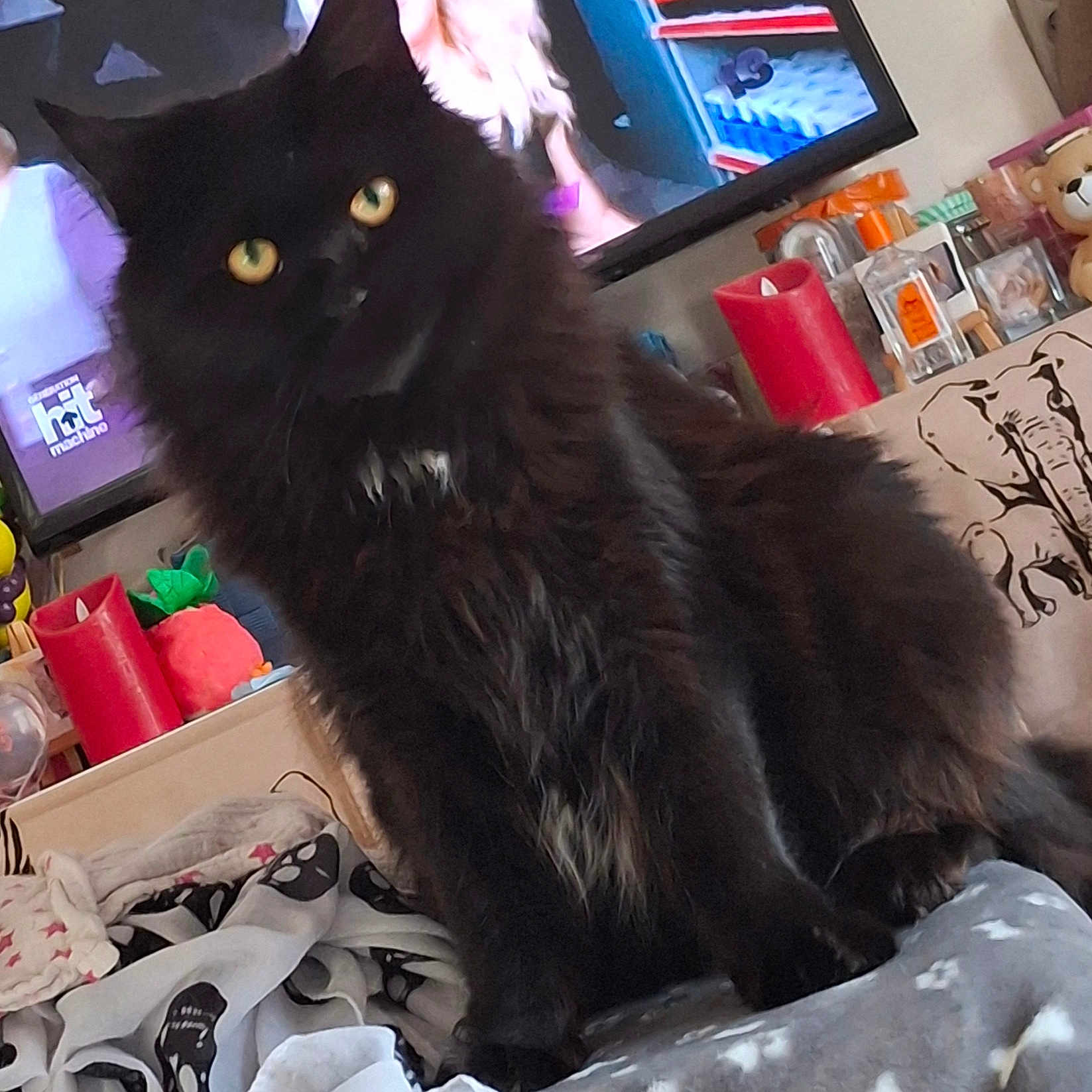 Agate a rejoint le concours — aidez-le/la à gagner de superbes lots ! animal, black_cat, blanket, candle, cat, cluttered_background, cozy, curious, decor, fluffy, furniture, home, indoor, paw_prints, person_on_tv, pet, soft_texture, television, toy, yellow_eyes