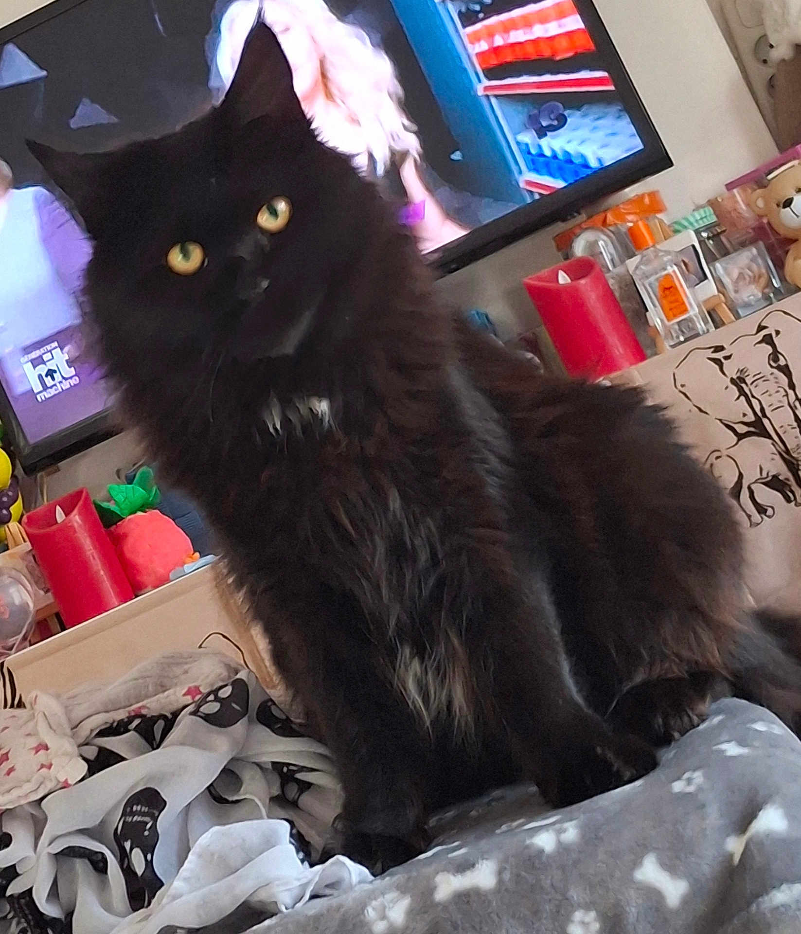 Agate a rejoint le concours — aidez-le/la à gagner de superbes lots ! animal, black_cat, blanket, candle, cat, cluttered_background, cozy, curious, decor, fluffy, furniture, home, indoor, paw_prints, person_on_tv, pet, soft_texture, television, toy, yellow_eyes