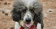 Oreo is registered to the contest to win money with this photo: dog, poodle, curly_hair, bandana, red_bandana, outdoor, animal, pet, tongue_out, fur, cute, portrait, happy, nature, close_up, mammal, canine, wild_hair, smiling, walking