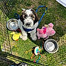 Oreo is registered to the contest to win money with this photo: puppy, dog, grass, playpen, toy, water_bowl, leash, outdoor, pet, cute, fluffy, playtime, sunlight, animal, adorable, small_dog, colorful_toys, pet_accessory, summer, happy