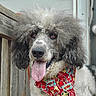 Oreo joined the competition — help win amazing prizes! dog, poodle, curly_fur, tongue_out, bandana, colorful, superhero_theme, pet, animal, outdoor, wooden_fence, door, close_up, portrait, happy, playful, fur, canine, domestic_animal, cute