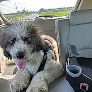 Oreo joined the competition — help win amazing prizes! dog, poodle, curly_fur, tongue_out, car_interior, child_car_seat, backseat, road, window, sunlight, seat, leather, harness, pet, animal, vehicle, travel, happy, fluffy, companion