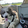 dog, poodle, curly_fur, tongue_out, car_interior, child_car_seat, backseat, road, window, sunlight, seat, leather, harness, pet, animal, vehicle, travel, happy, fluffy, companion