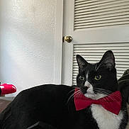 Ying Yang is registered to the contest to win money with this photo: cat, tuxedo_cat, bow_tie, pet, indoor, couch, door, thermostat, louvered_door, whiskers, green_eyes, black_and_white, portrait, relaxed, sitting, fur, home_interior, accessory, close_up, domestic