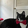 cat, tuxedo_cat, bow_tie, pet, indoor, couch, door, thermostat, louvered_door, whiskers, green_eyes, black_and_white, portrait, relaxed, sitting, fur, home_interior, accessory, close_up, domestic