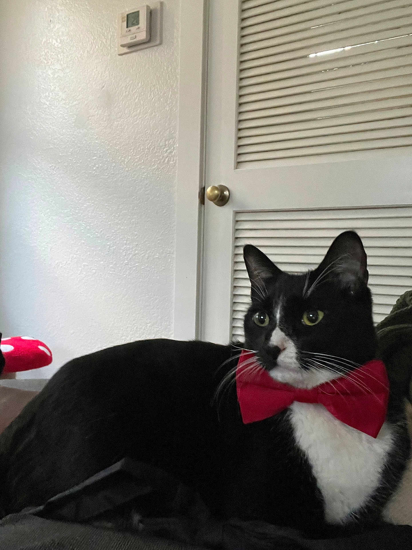 Ying Yang is registered to the contest to win money with this photo: cat, tuxedo_cat, bow_tie, pet, indoor, couch, door, thermostat, louvered_door, whiskers, green_eyes, black_and_white, portrait, relaxed, sitting, fur, home_interior, accessory, close_up, domestic