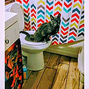 Leo joined the competition — help win amazing prizes! animal, bathroom, cabinet, cat, chevron_pattern, colorful, curious, feline, floor_tiles, gray_cat, home, indoor, looking, pattern, pet, plumbing, shower_curtain, sink, toilet, whiskers