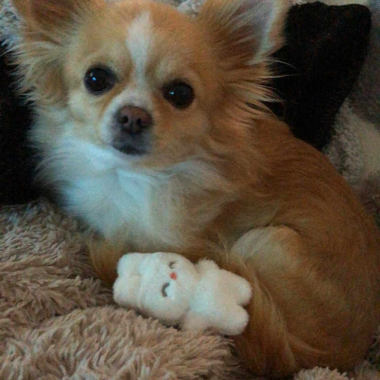 Caramel participe au concours pour gagner de l'argent avec cette photo : animal, bed, bedroom, blanket, canine, chihuahua, cockerspaniel, couch, cushion, dog, eskimodog, face, furniture, head, homedecor, indoors, papillon, pet, puppy, room