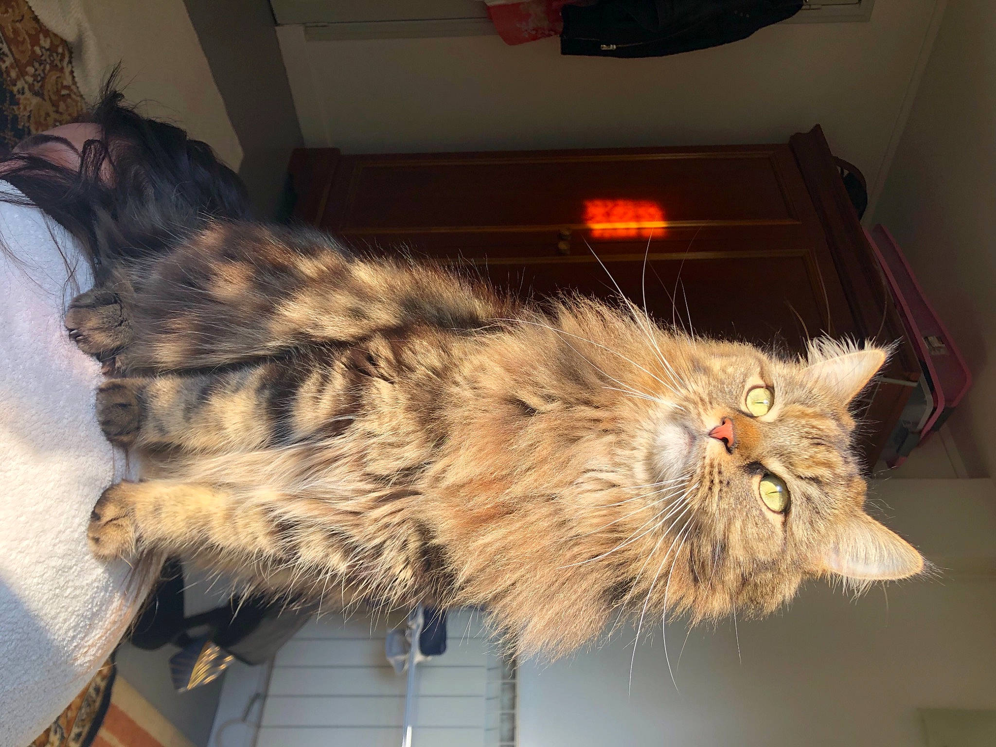 Pedro a rejoint le concours — aidez-le/la à gagner de superbes lots ! carnivore, cat, claw, domestic_short_haired_cat, felidae, fur, maine_coon, paw, plant, siberian, small_to_medium_sized_cats, snout, tail, terrestrial_animal, whiskers