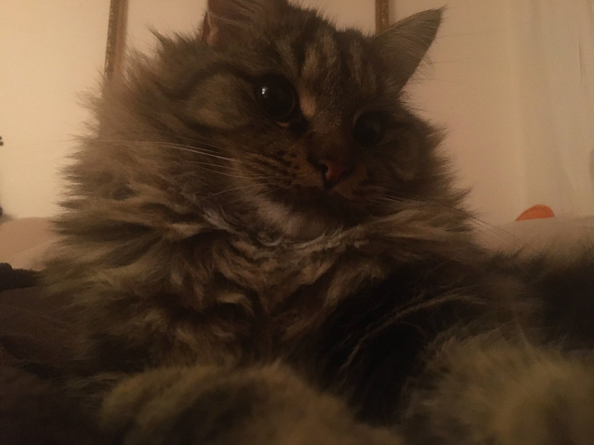 Pedro a rejoint le concours — aidez-le/la à gagner de superbes lots ! british_longhair, carnivore, cat, claw, comfort, darkness, felidae, fur, grey, maine_coon, small_to_medium_sized_cats, snout, tail, whiskers