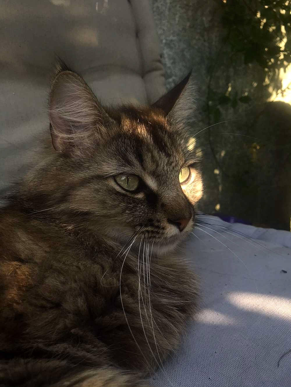 Pedro participe au concours pour gagner de l'argent avec cette photo : black_cat, carnivore, cat, darkness, domestic_short_haired_cat, event, felidae, fur, grass, small_to_medium_sized_cats, snout, street_light, tail, terrestrial_animal, tree, whiskers, wildlife, window