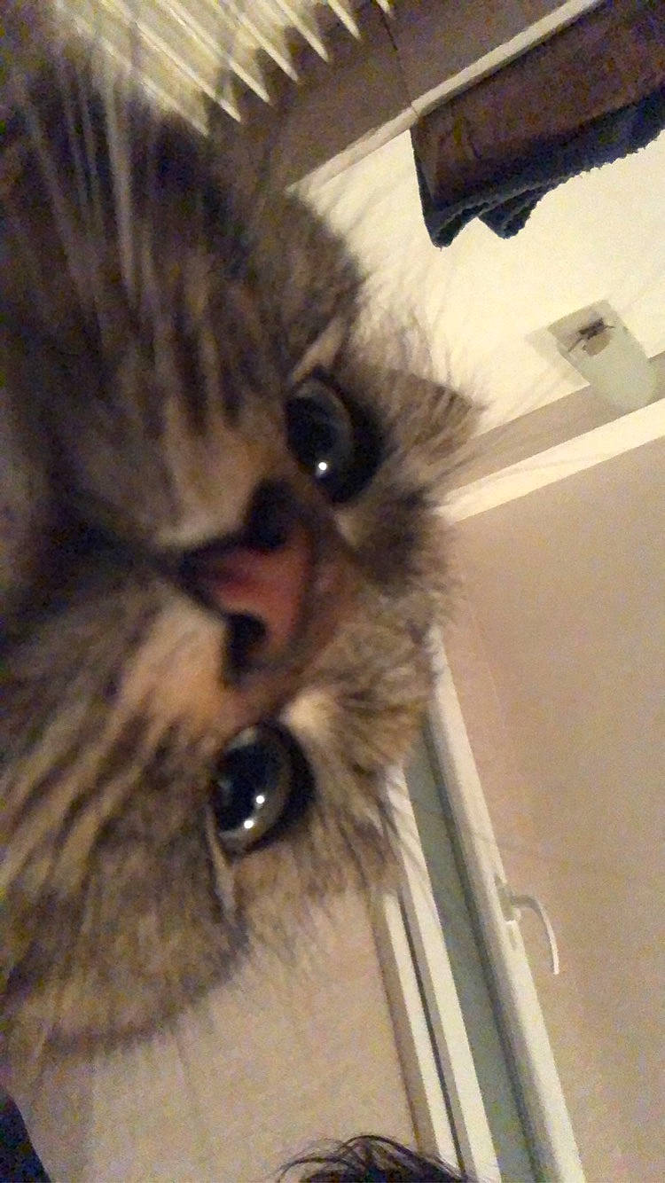 Pedro a rejoint le concours — aidez-le/la à gagner de superbes lots ! carnivore, cat, claw, comfort, domestic_short_haired_cat, ear, eye, fawn, felidae, fur, head, paw, small_to_medium_sized_cats, snout, terrestrial_animal, whiskers, wrinkle