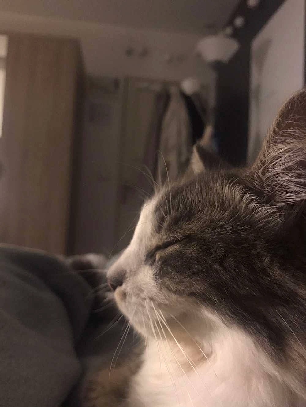 Luffy a rejoint le concours — aidez-le/la à gagner de superbes lots ! beard, carnivore, cat, comfort, domestic_short_haired_cat, felidae, fur, monochrome, monochrome_photography, room, small_to_medium_sized_cats, snout, whiskers, window