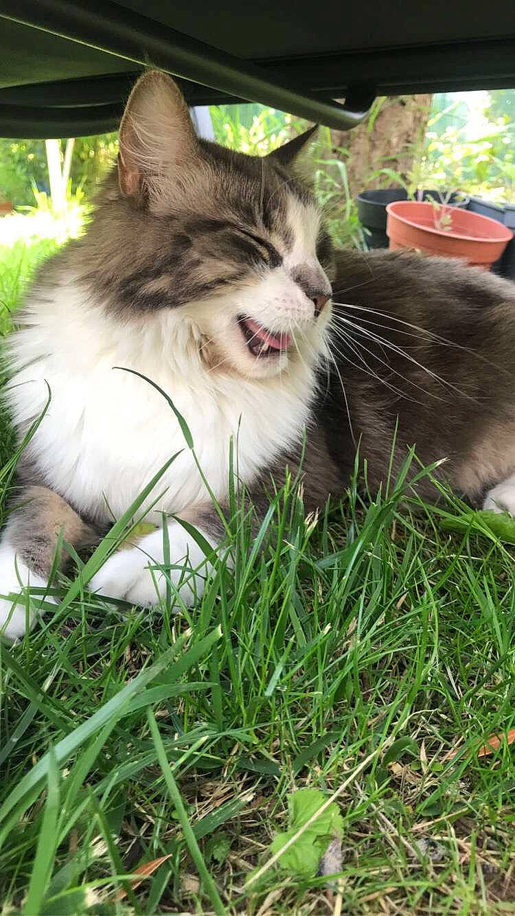 Luffy a rejoint le concours — aidez-le/la à gagner de superbes lots ! carnivore, cat, companion_dog, domestic_short_haired_cat, fawn, felidae, fur, garden, grass, grass_family, green, iris, lawn, plant, small_to_medium_sized_cats, smile, snout, tail, tree, whiskers