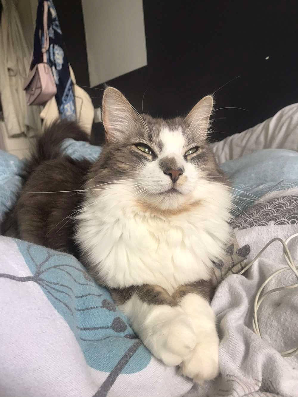 Luffy a rejoint le concours — aidez-le/la à gagner de superbes lots ! bed, carnivore, cat, claw, comfort, couch, domestic_short_haired_cat, fawn, felidae, fur, lap, linens, paw, ragdoll, small_to_medium_sized_cats, tail, whiskers, window