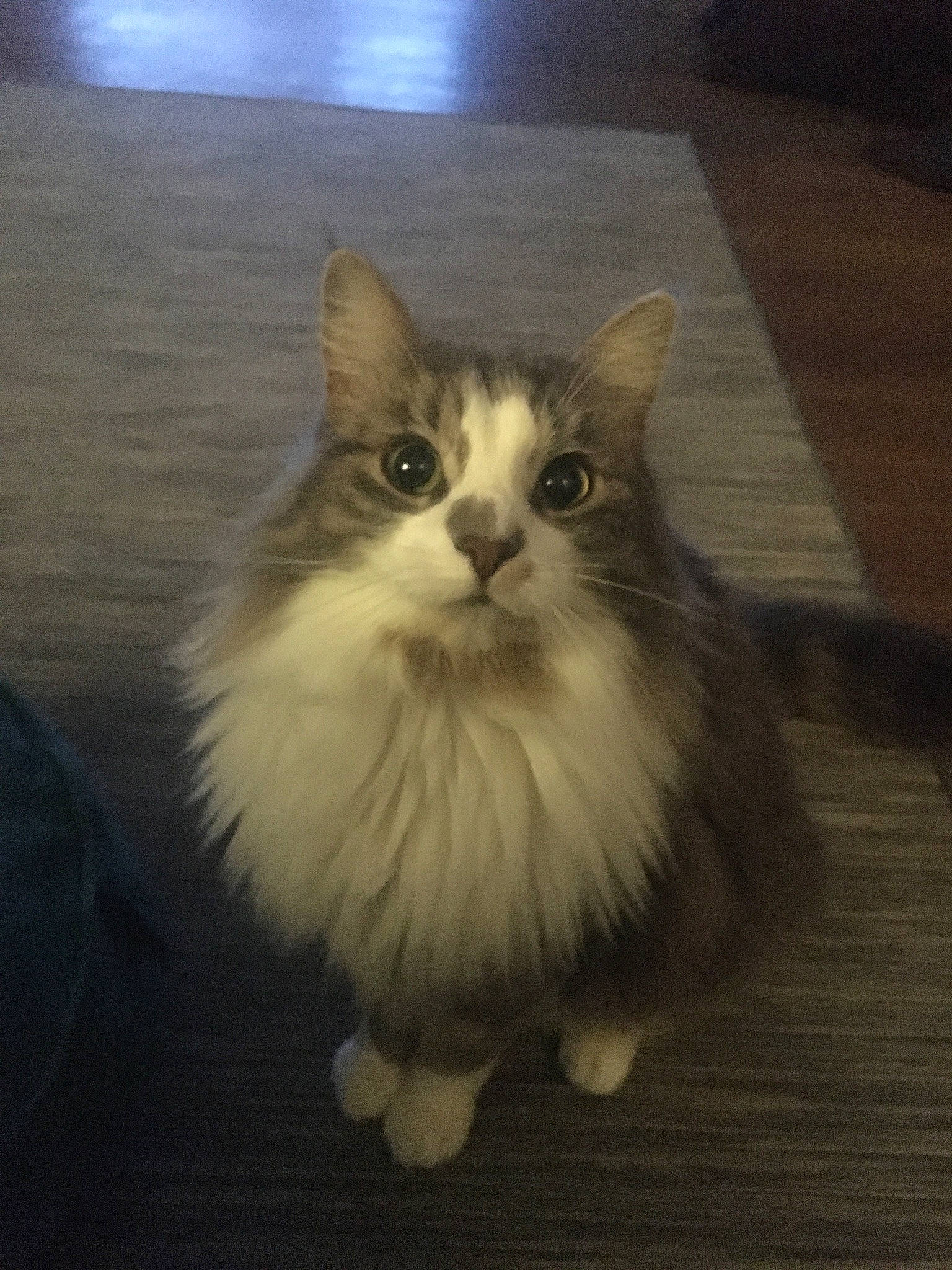 Luffy participe au concours pour gagner de l'argent avec cette photo : box, carnivore, cat, domestic_short_haired_cat, fawn, felidae, flooring, fur, hardwood, paw, sitting, small_to_medium_sized_cats, snout, surprised, tail, varnish, whiskers, wood