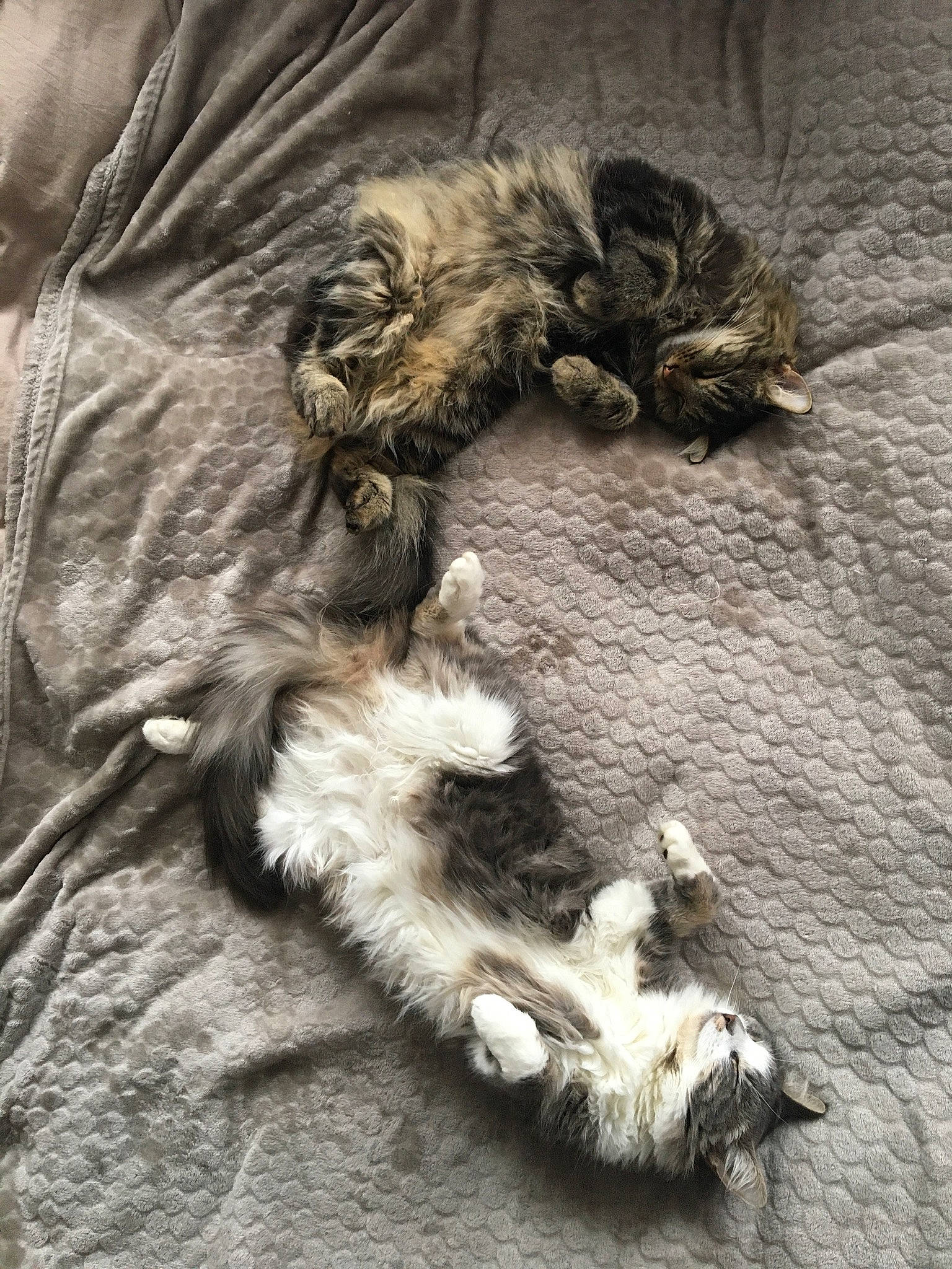 Luffy participe au concours pour gagner de l'argent avec cette photo : canidae, carnivore, cat, claw, comfort, companion_dog, dog, dog_breed, felidae, fur, grey, liver, monochrome, nap, paw, small_to_medium_sized_cats, sporting_group, tail, whiskers, wood