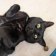 Merline a rejoint le concours — aidez-le/la à gagner de superbes lots ! animal, black_cat, blue_fabric, cat, close_up, curled_paws, cute, domestic_cat, fur, indoor, lying_down, mammal, pet, playful, portrait, relaxed, soft_surface, toy, whiskers, yellow_eyes