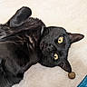 animal, black_cat, blue_fabric, cat, close_up, curled_paws, cute, domestic_cat, fur, indoor, lying_down, mammal, pet, playful, portrait, relaxed, soft_surface, toy, whiskers, yellow_eyes