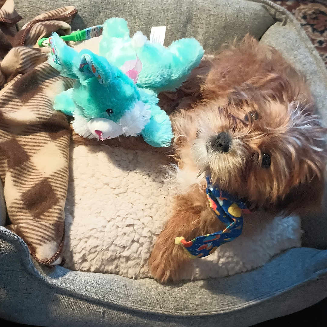 Axol Rose Kool joined the competition — help win amazing prizes! accessories, animal, architecture, bag, box, canine, chair, couch, cushion, dog, dogbed, furniture, handbag, homedecor, pet, plush, poodle, puppy, terrier, toy